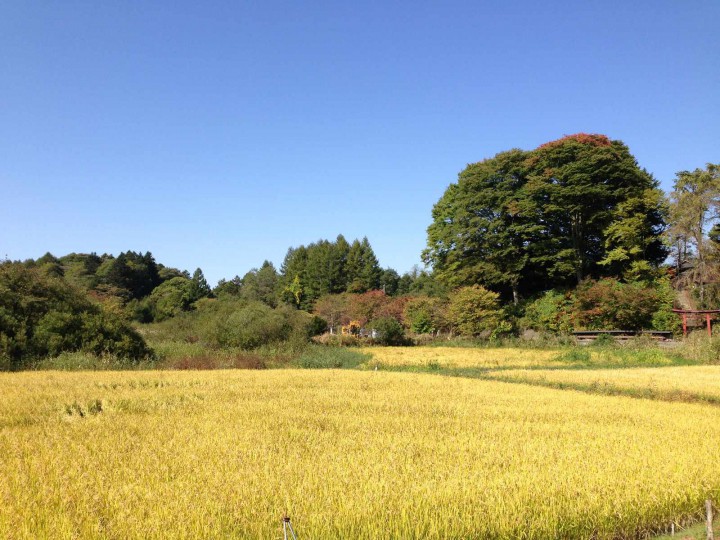 軽井沢「塩沢　蛍めぐり米」稲刈り体験イベント2015開催！